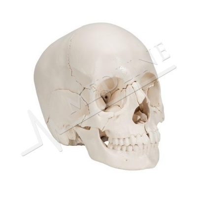 Medline  Crâne articulé - anatomique, 22 pièces A290